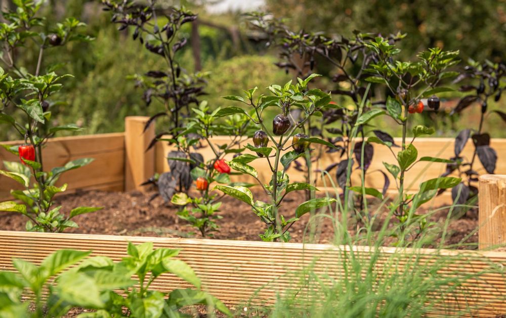 Easy Bed: Et modulært system for hageentusiaster